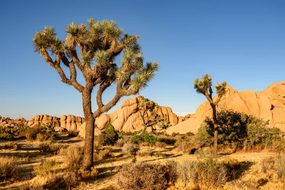 Désert de Mojave