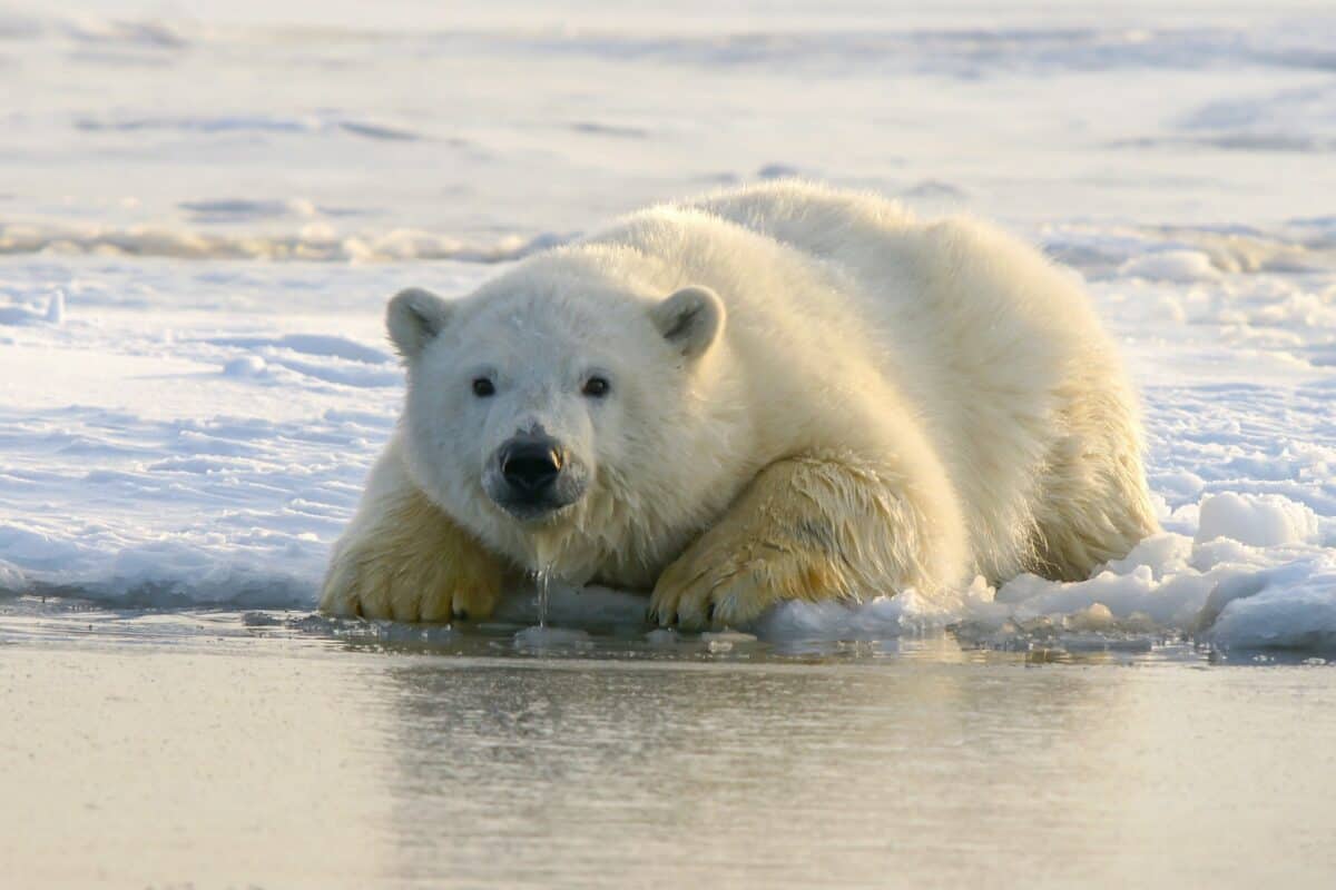 ours polaire sur l'eau pendant la journée