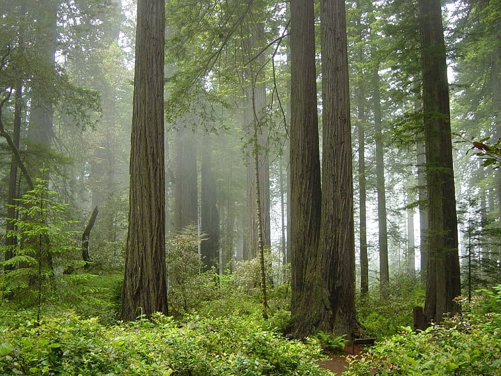 Parc national de séquoia