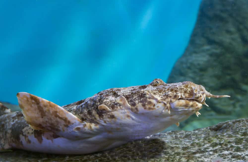 Requins Wobbegong