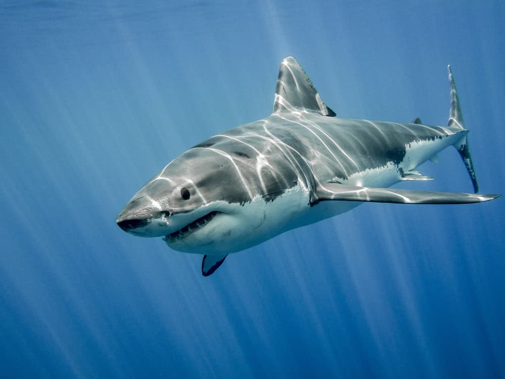 Le grand requin blanc dans le grand bleu