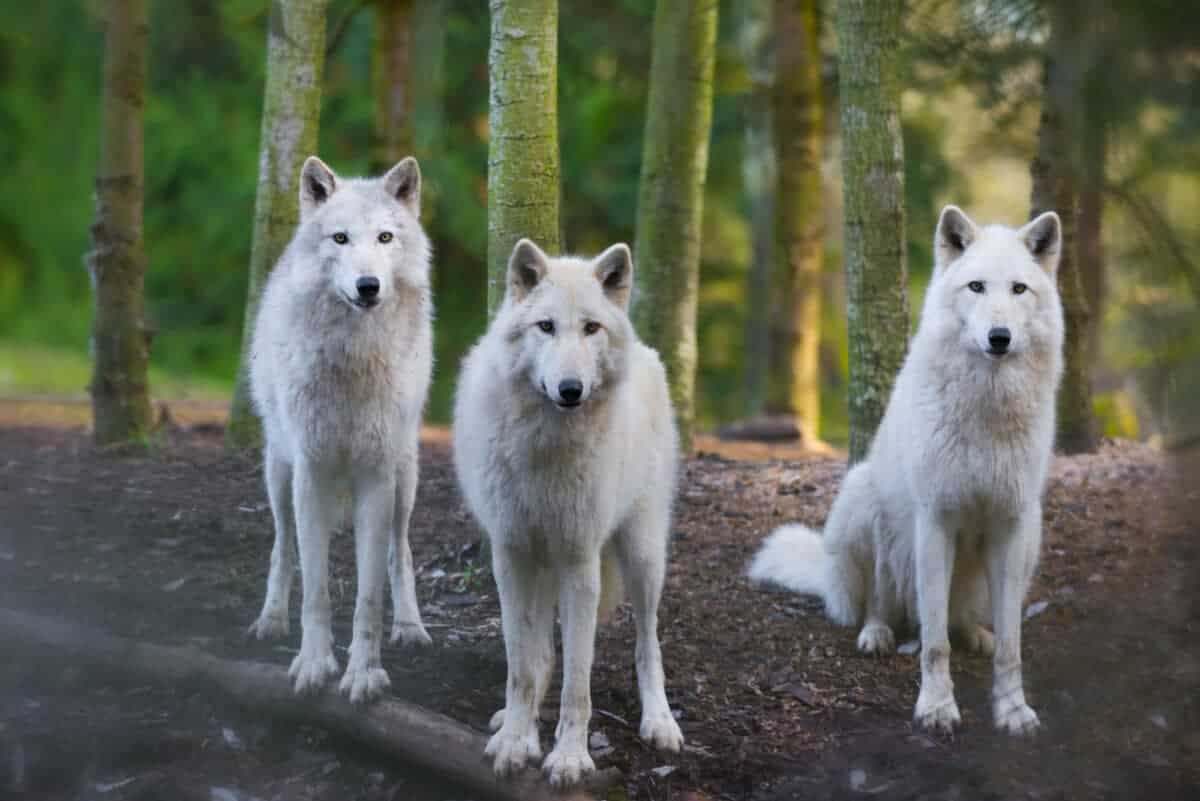 Loup arctique