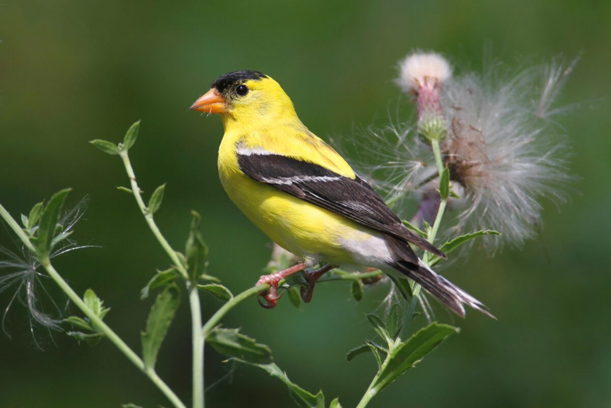 Chardonneret jaune.