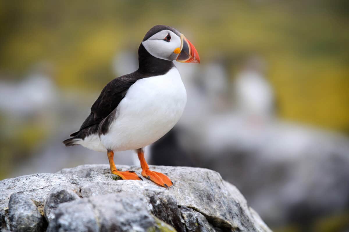 Macareux atlantique.