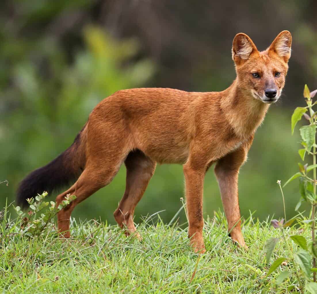 Dhole, le chien sauvage asiatique