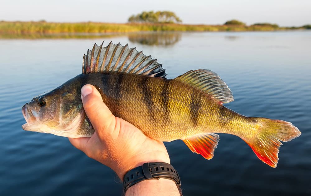 Pêche à la perche en été