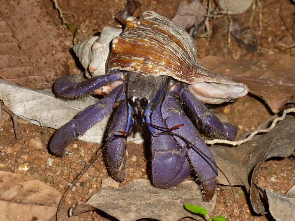 Crabe bleu mignon de noix de coco en Thaïlande