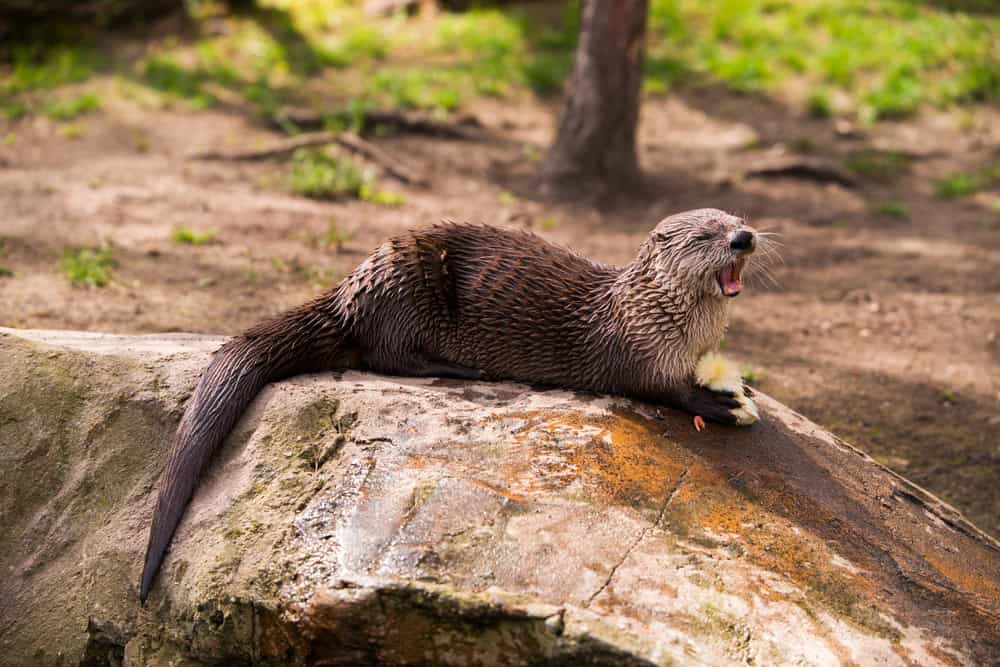 Loutre debout sur un rocher avec une proie dans les dents