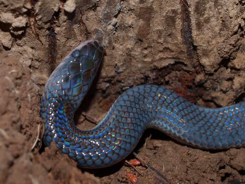 Jeune serpent rayon de soleil.