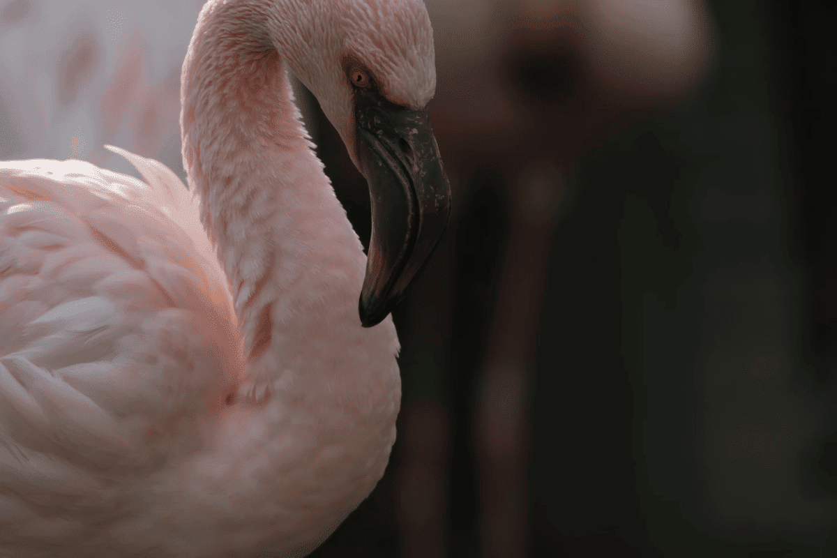 flamant nain