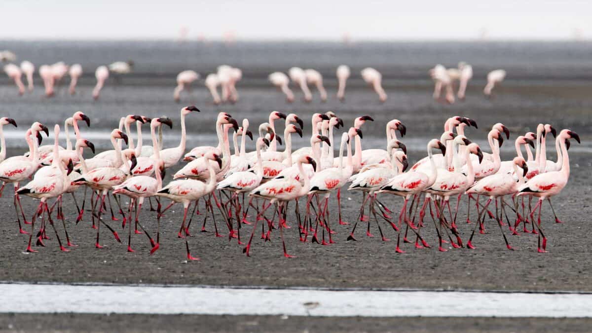 Flamants roses au lac Natron