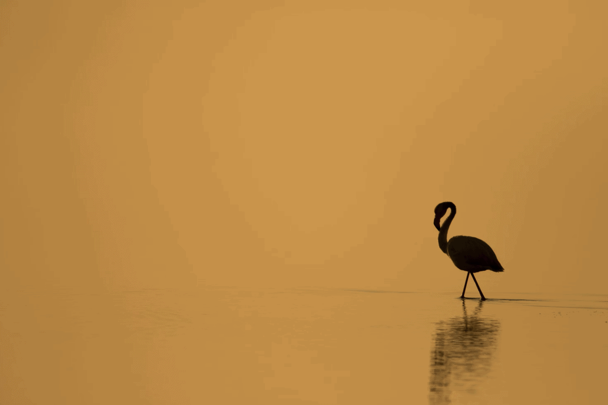 flamant nain