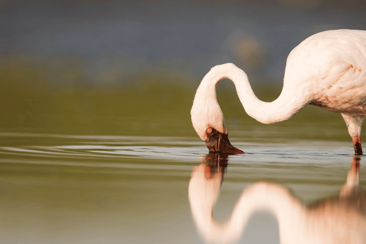 flamant nain