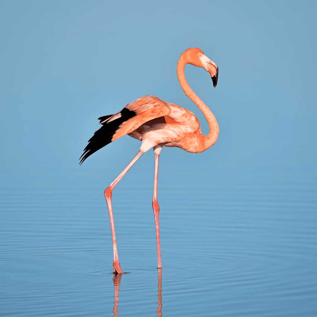 flamant nain