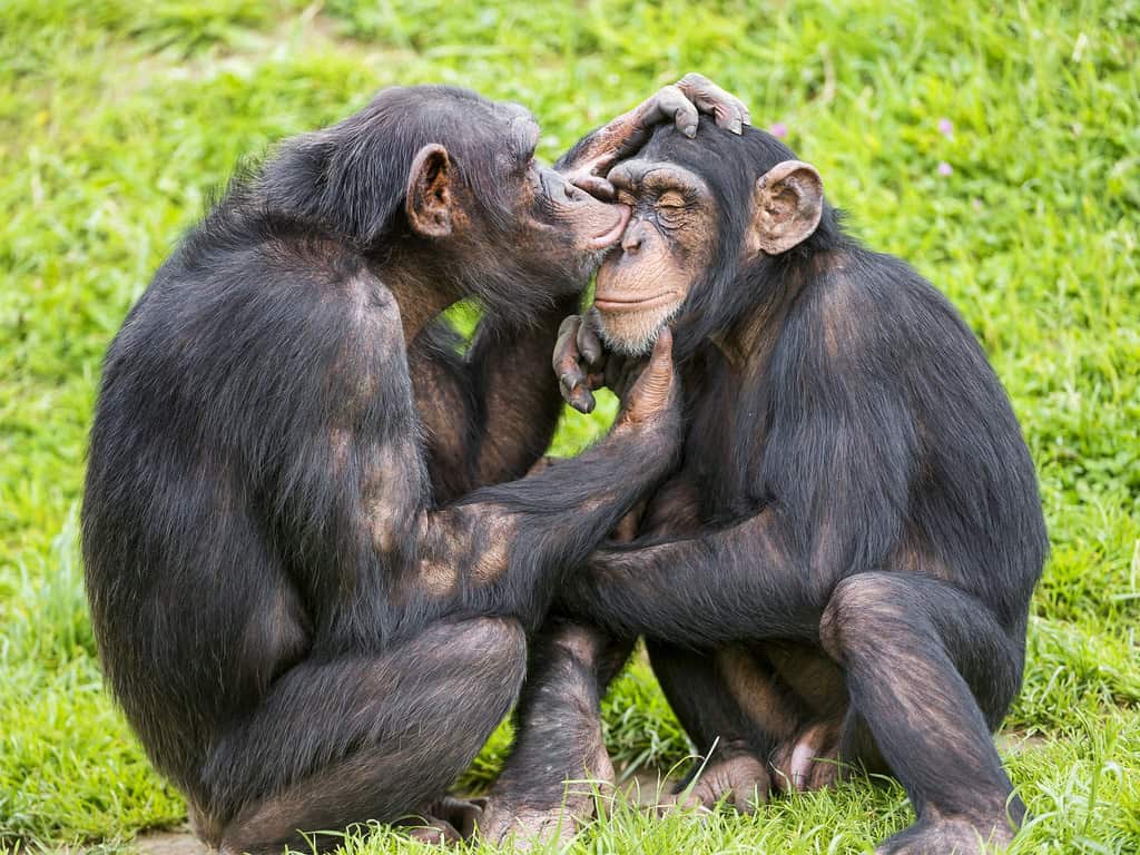 9. Chimpanzés