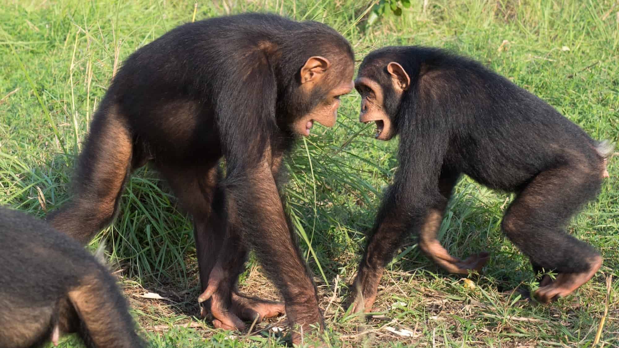 Chimpanzés