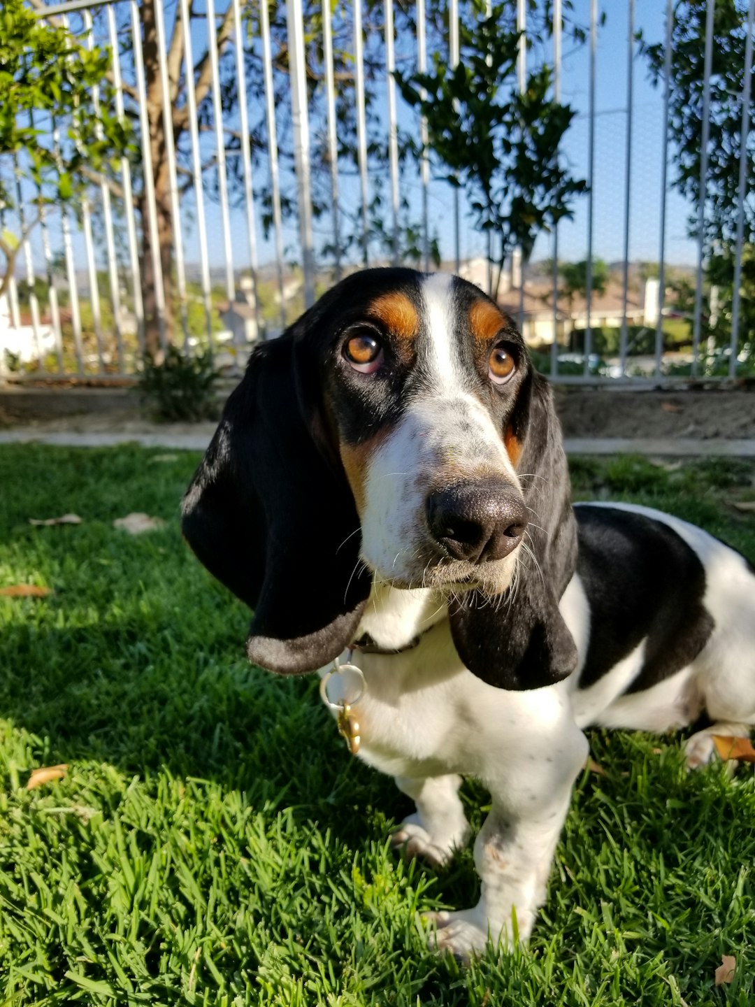 9. Basset Hound (crédits image : unsplash)