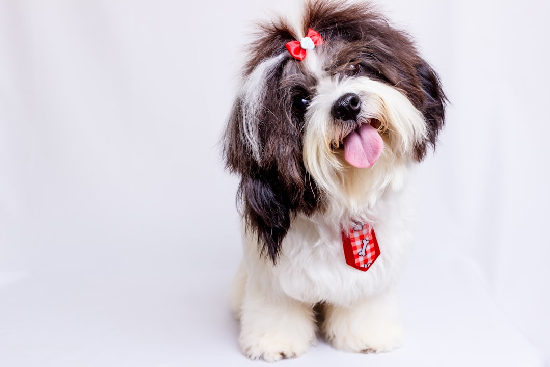13. Shih Tzu (crédits image : unsplash)