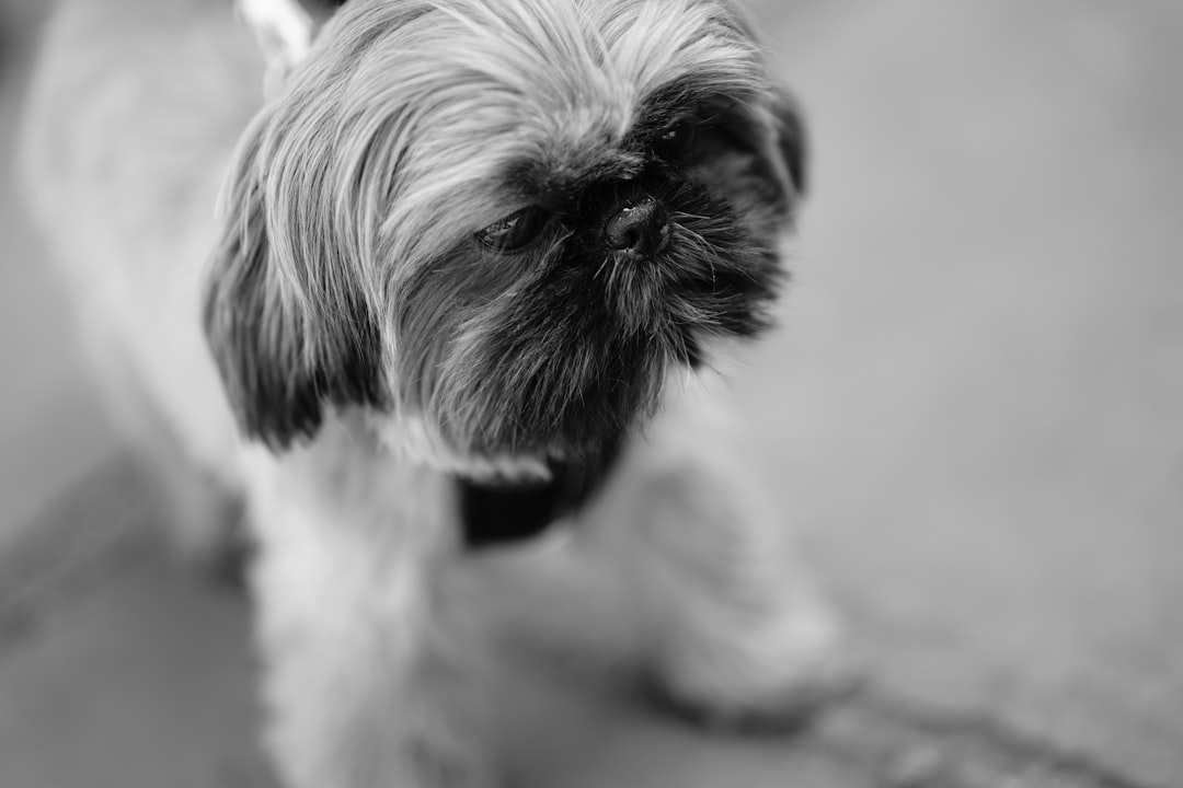 12. Pékinois (crédits image : unsplash)