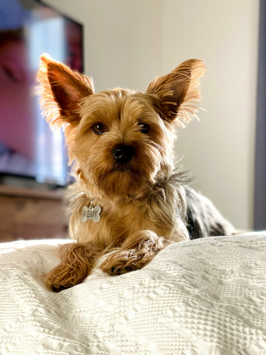 2. Yorkshire Terrier (crédits image : unsplash)