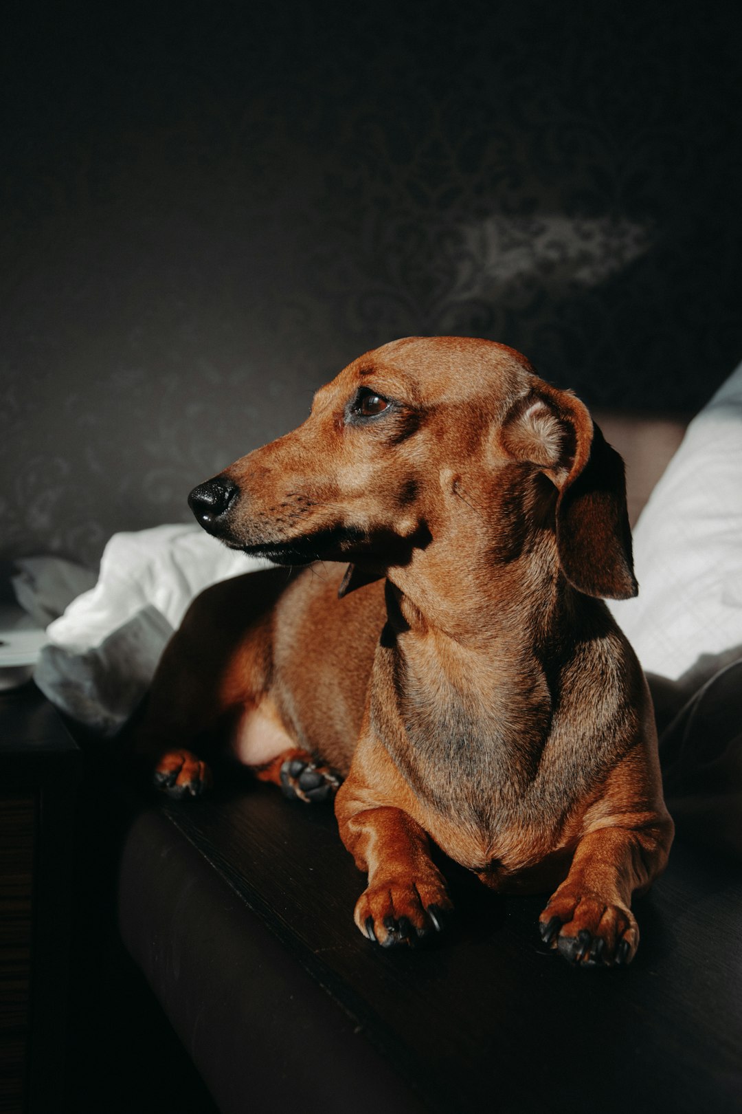 4. Teckel (crédits image : unsplash)