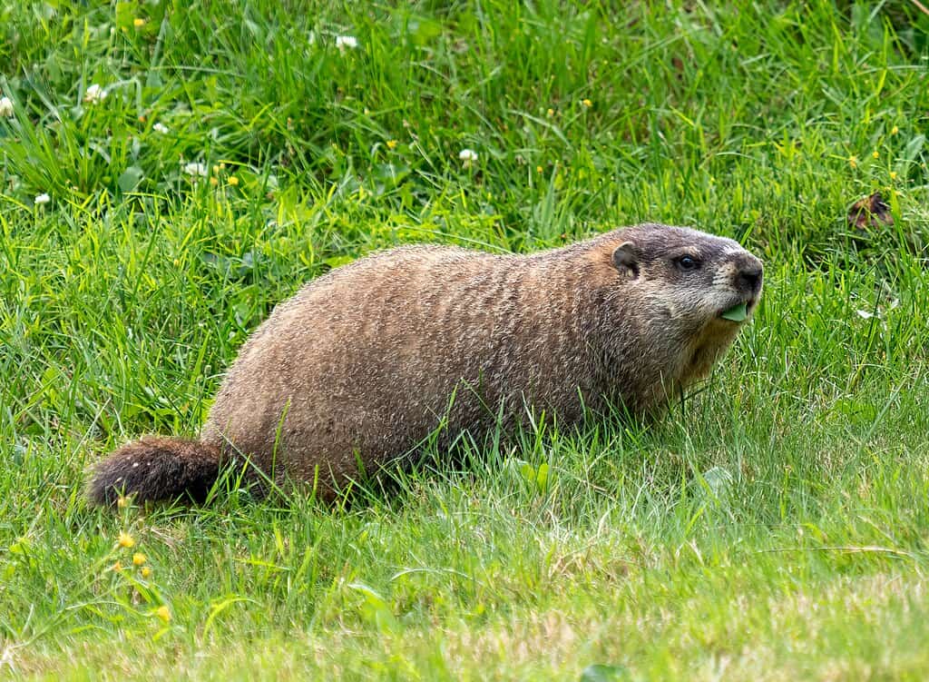 Marmotte