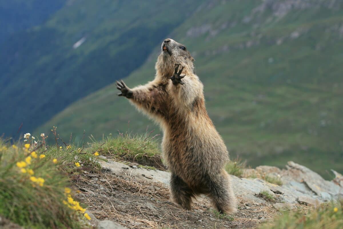 marmotte debout sur ses pattes postérieures