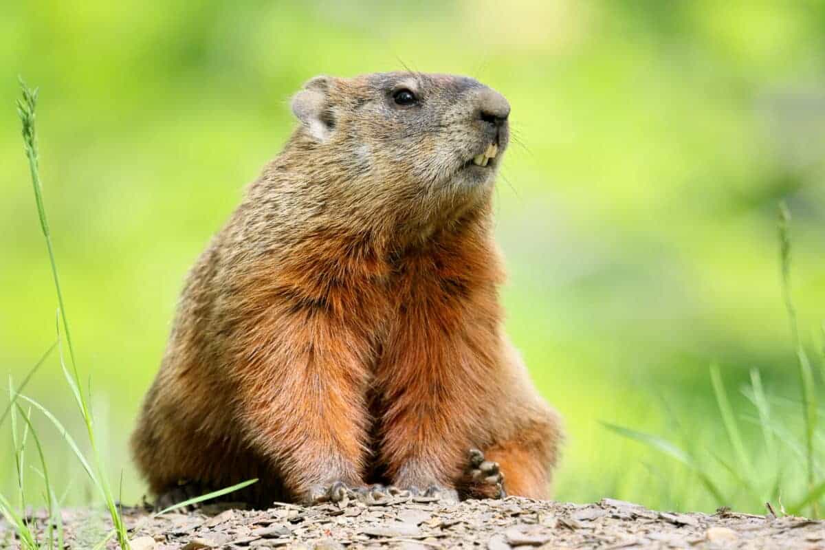 marmotte