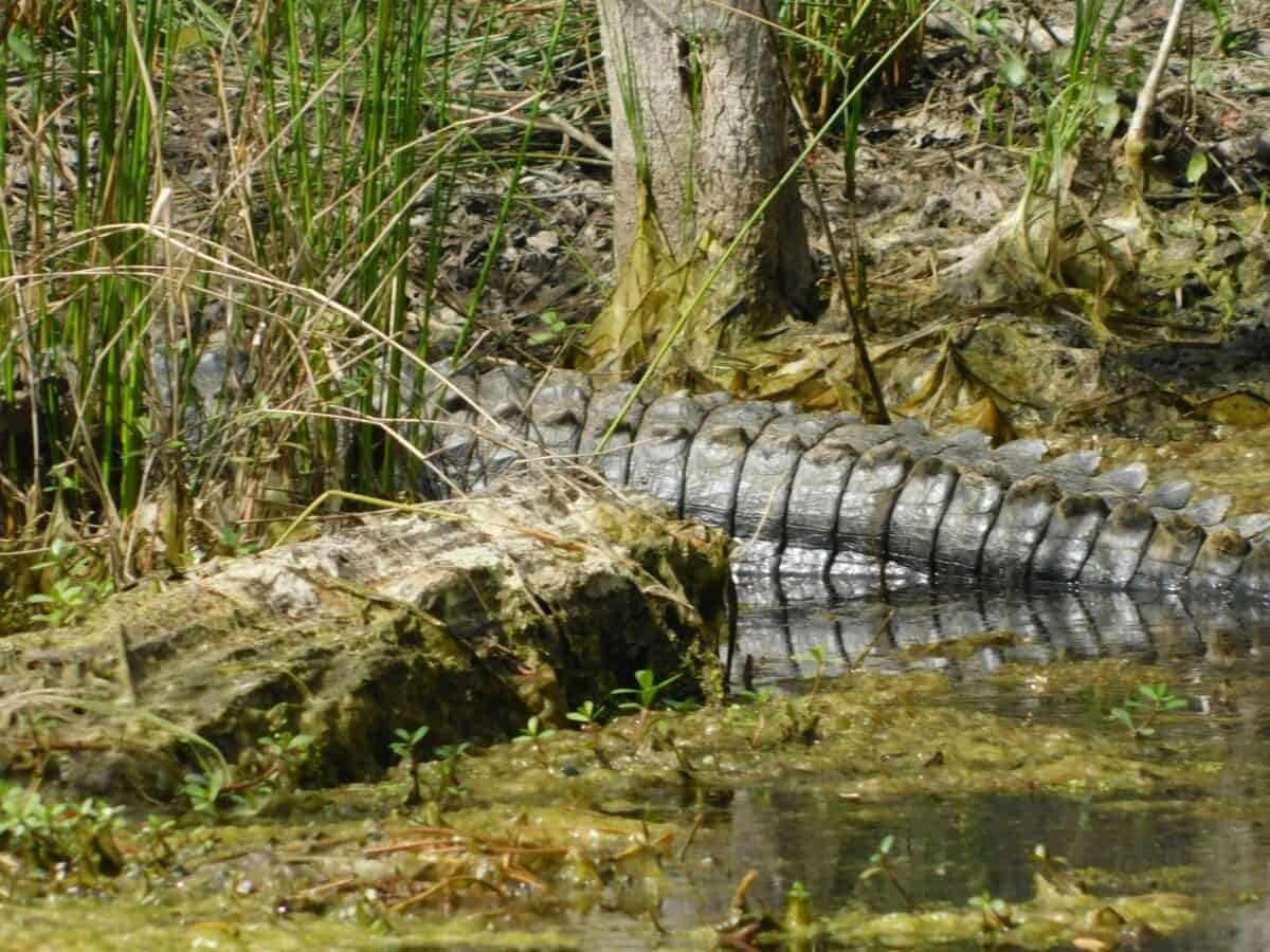 Un alligator chassant de la nourriture dans le marais.