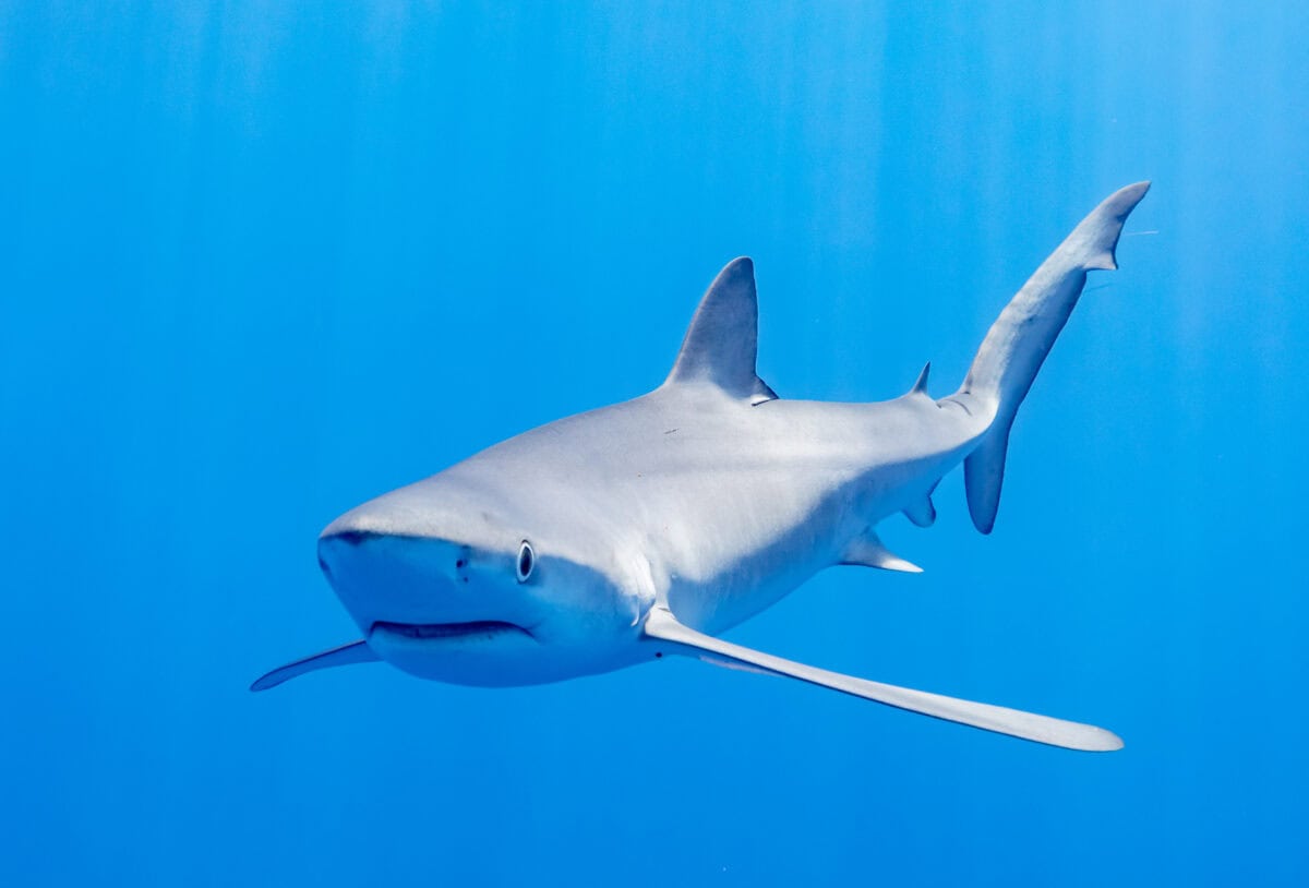 Requins