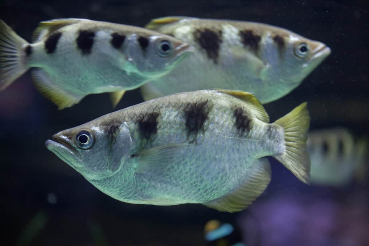 Poisson archer bagué