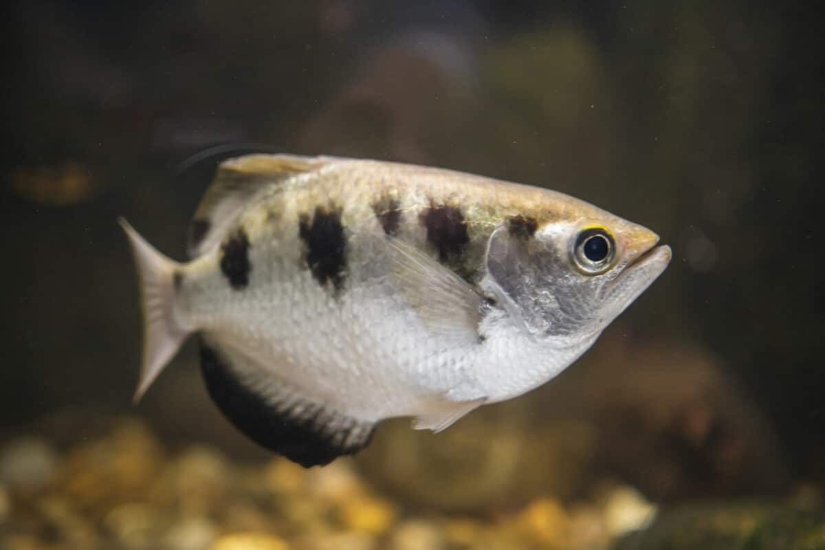 techniques de chasse du poisson archer