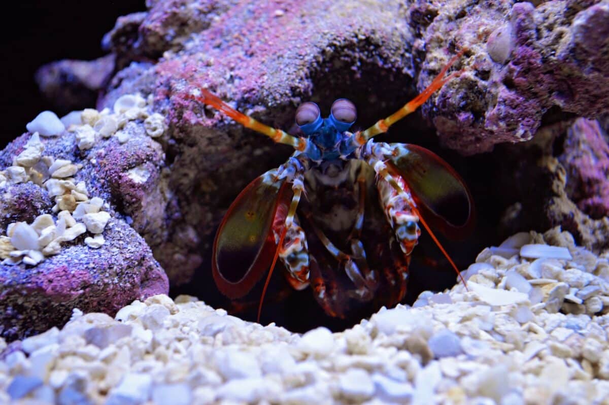 crevette mante dans une grotte