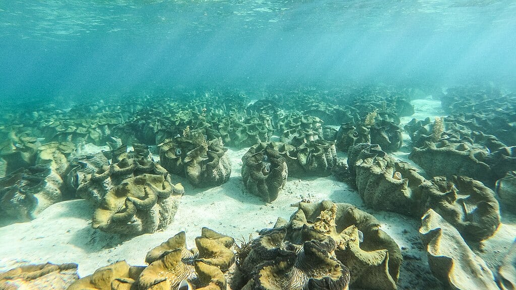 Palourdes géantes de près, île de Silaki, Bolinao, Pangasinan