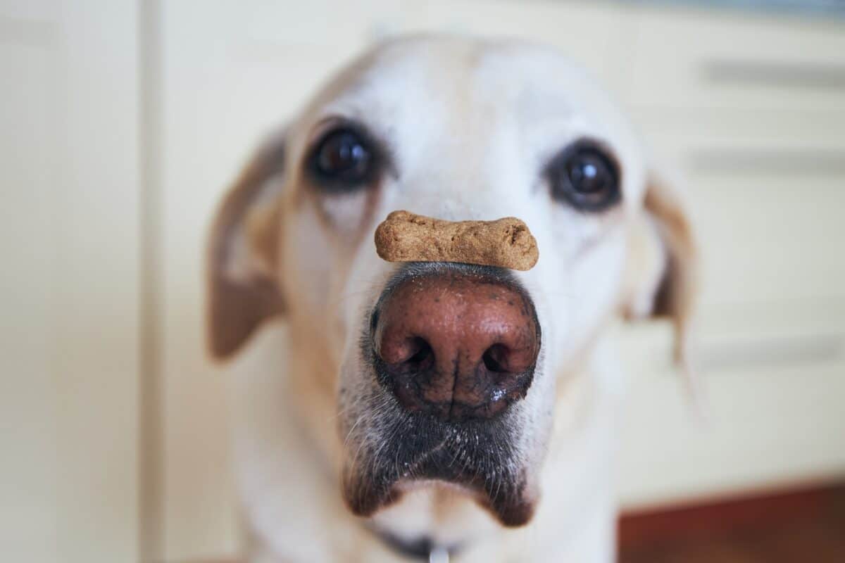 Vue rapprochée d'un chien drôle. Labrador retriever équilibrant un biscuit en forme d'os sur son museau. Chalabala/ Depositphotos