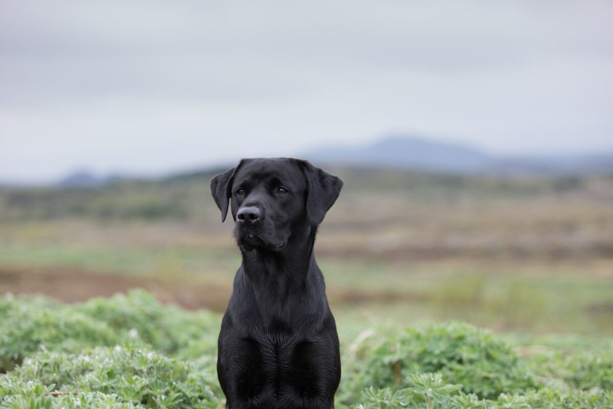 labrador retriever