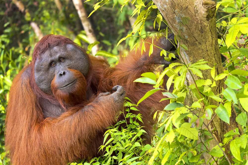 Orang-outan,