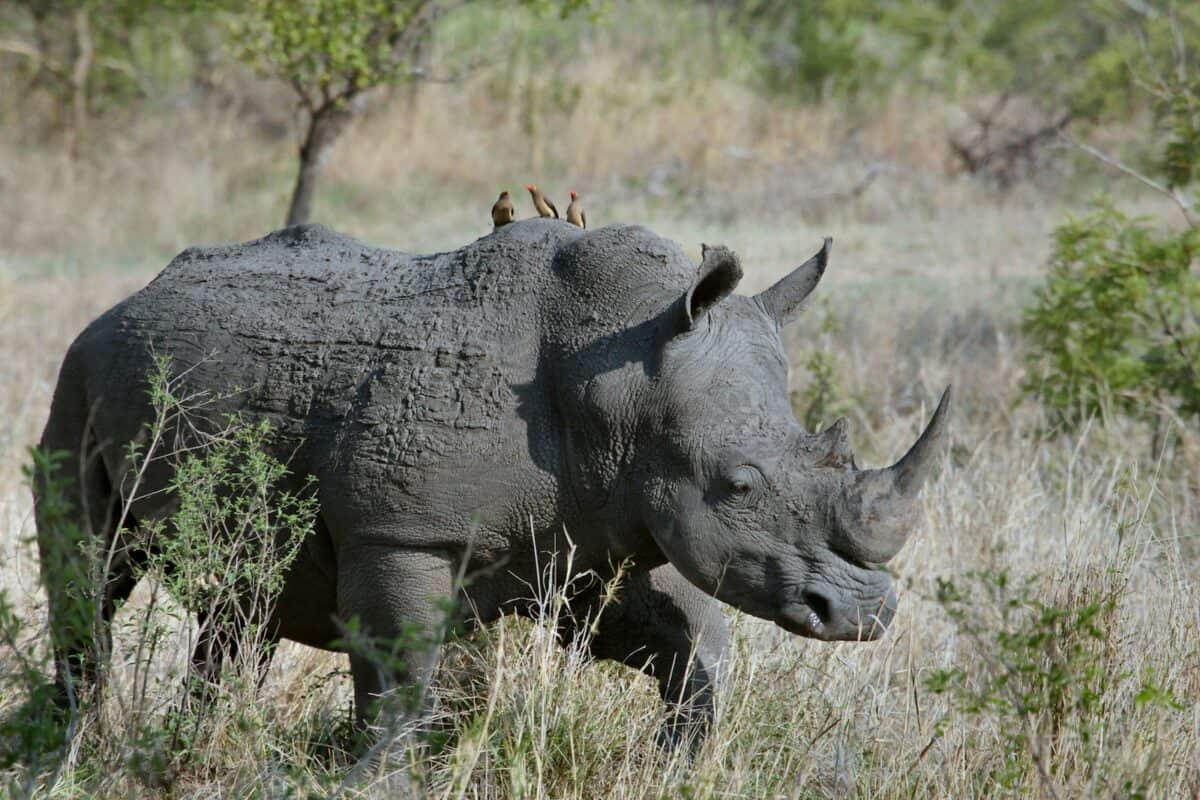 rhinocéros gris sur des herbes grises pendant la journée