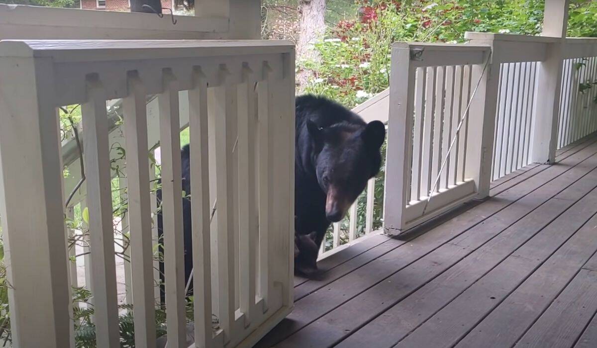 un ours rend visite à un homme sur le porche