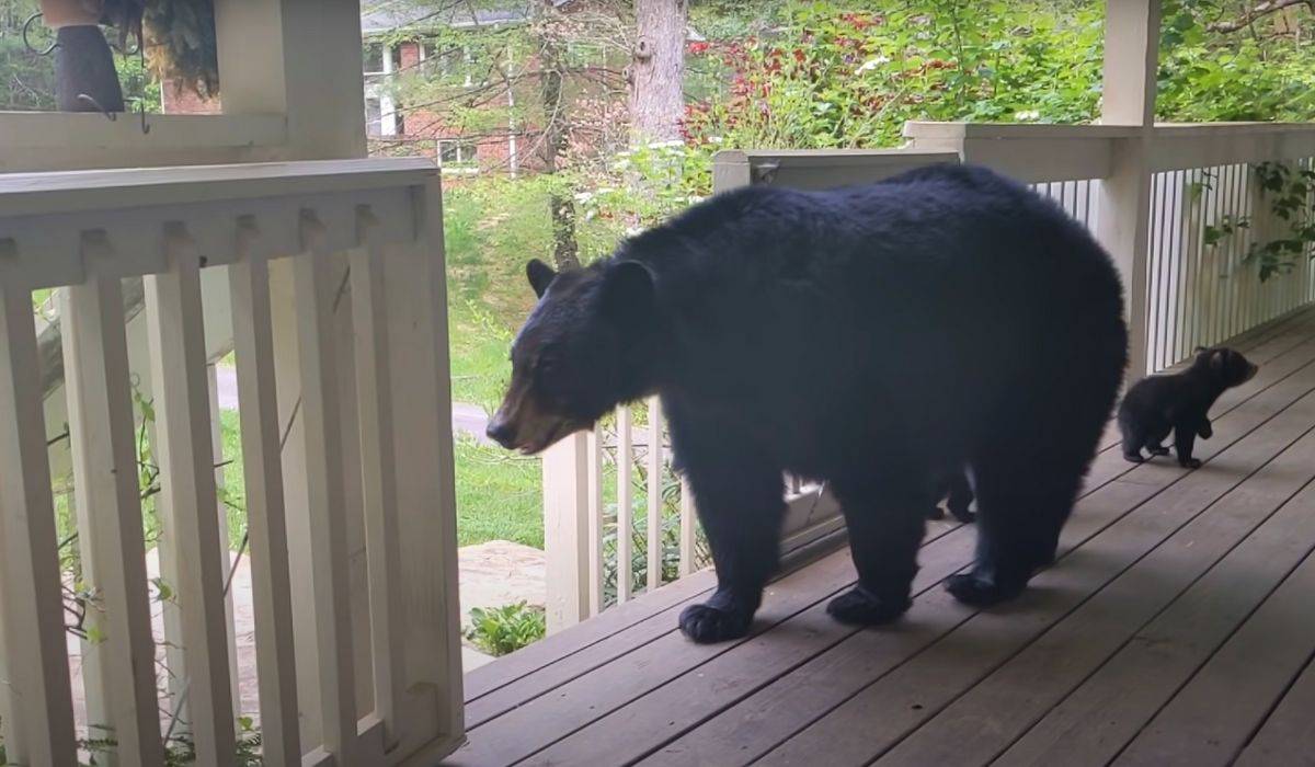 un ours rend visite à un homme sur le porche