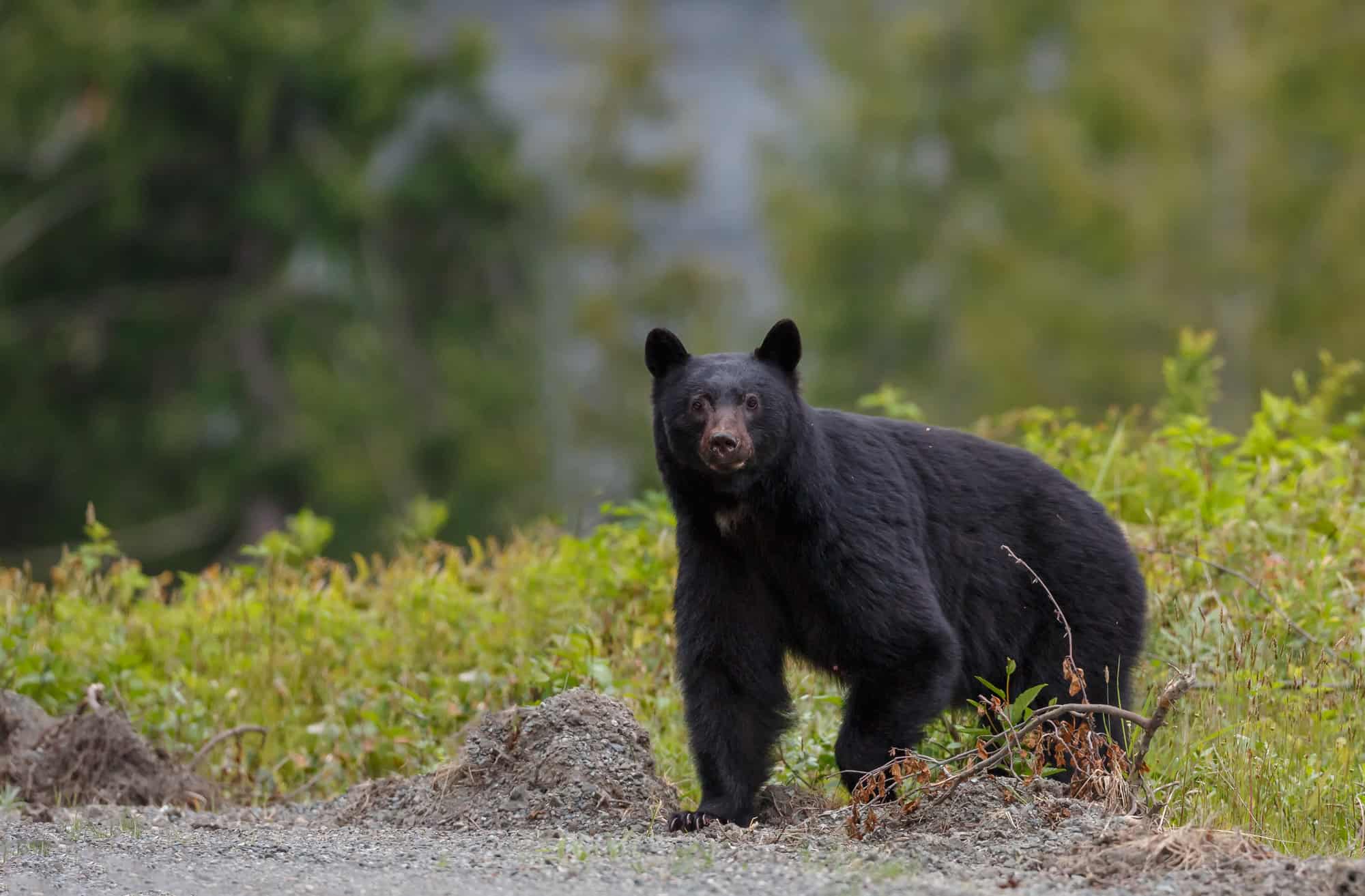 ours noir