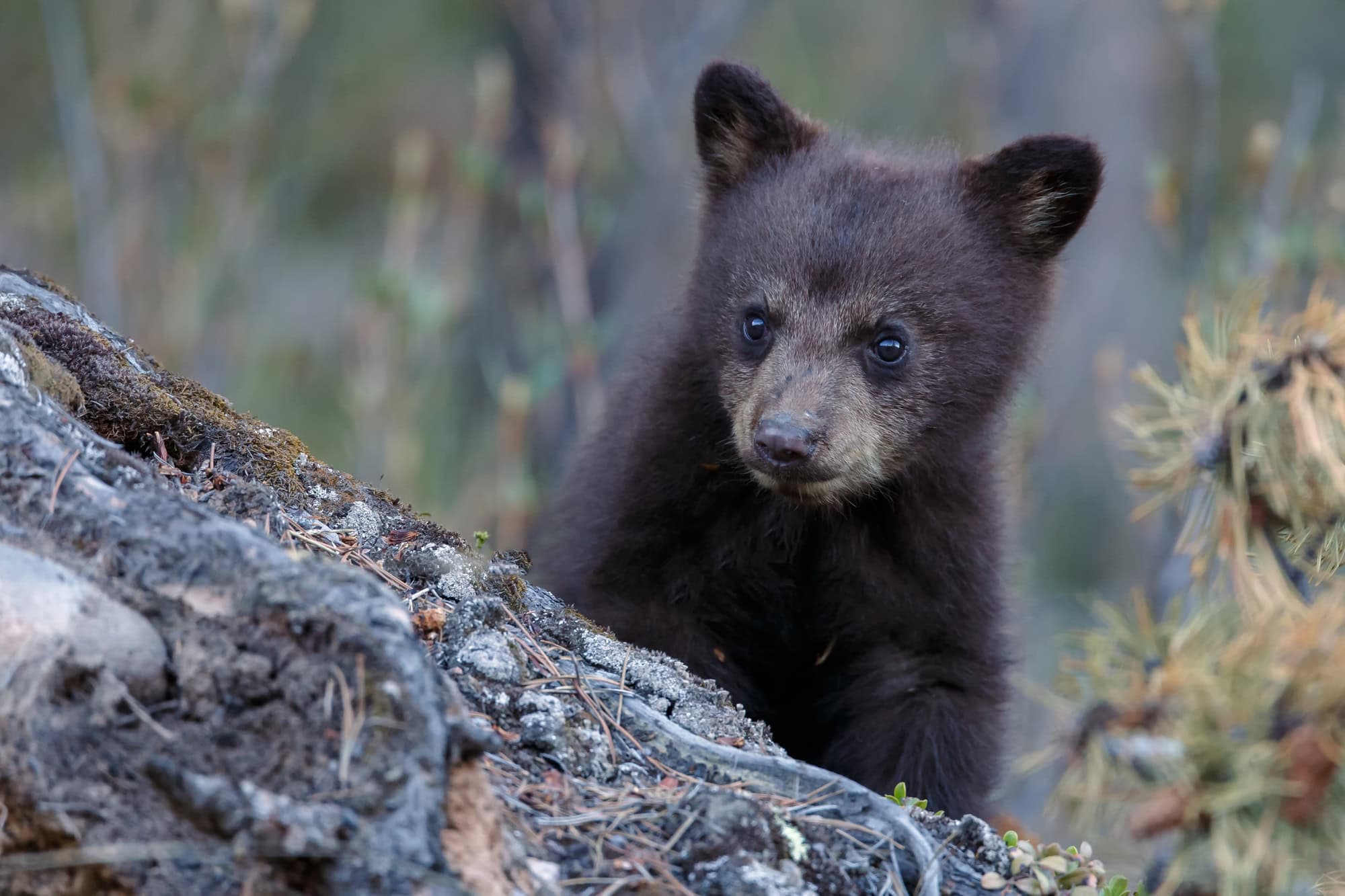 Ours noir