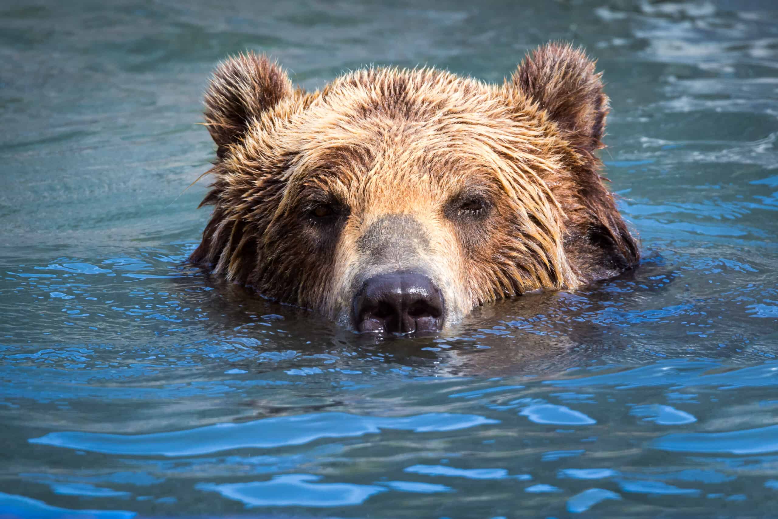 Les forêts les plus infestées d'ours