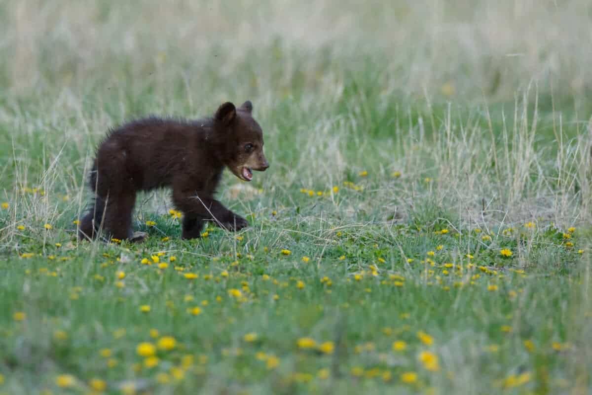 Maman ours lance son petit