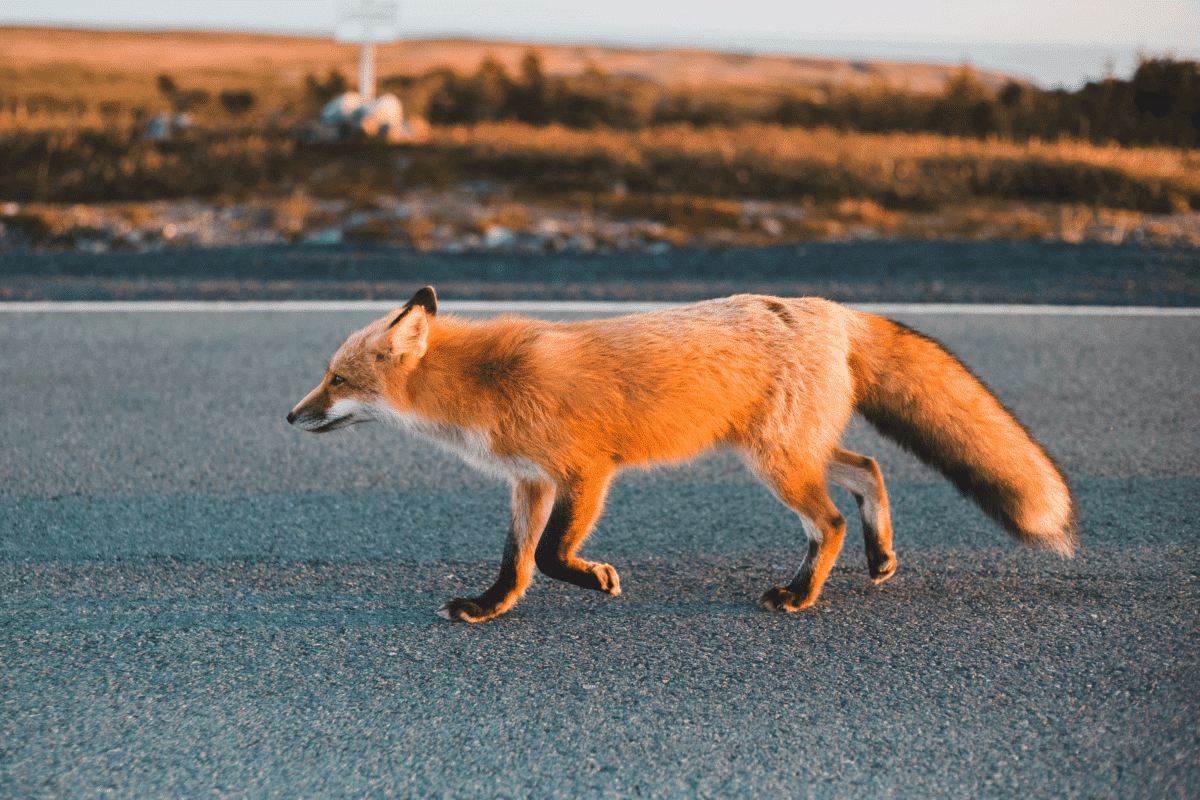 renard roux