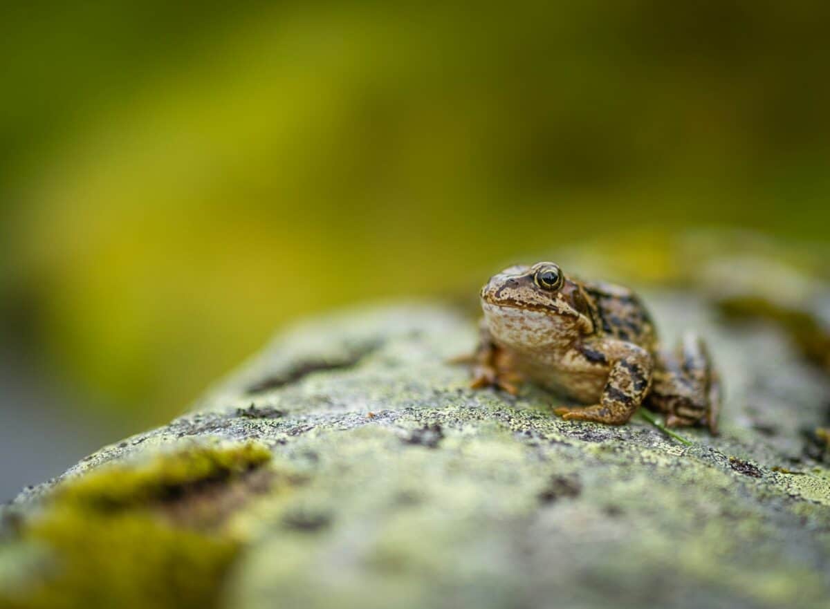 photo de mise au point sélective d'un crapaud sur un rocher