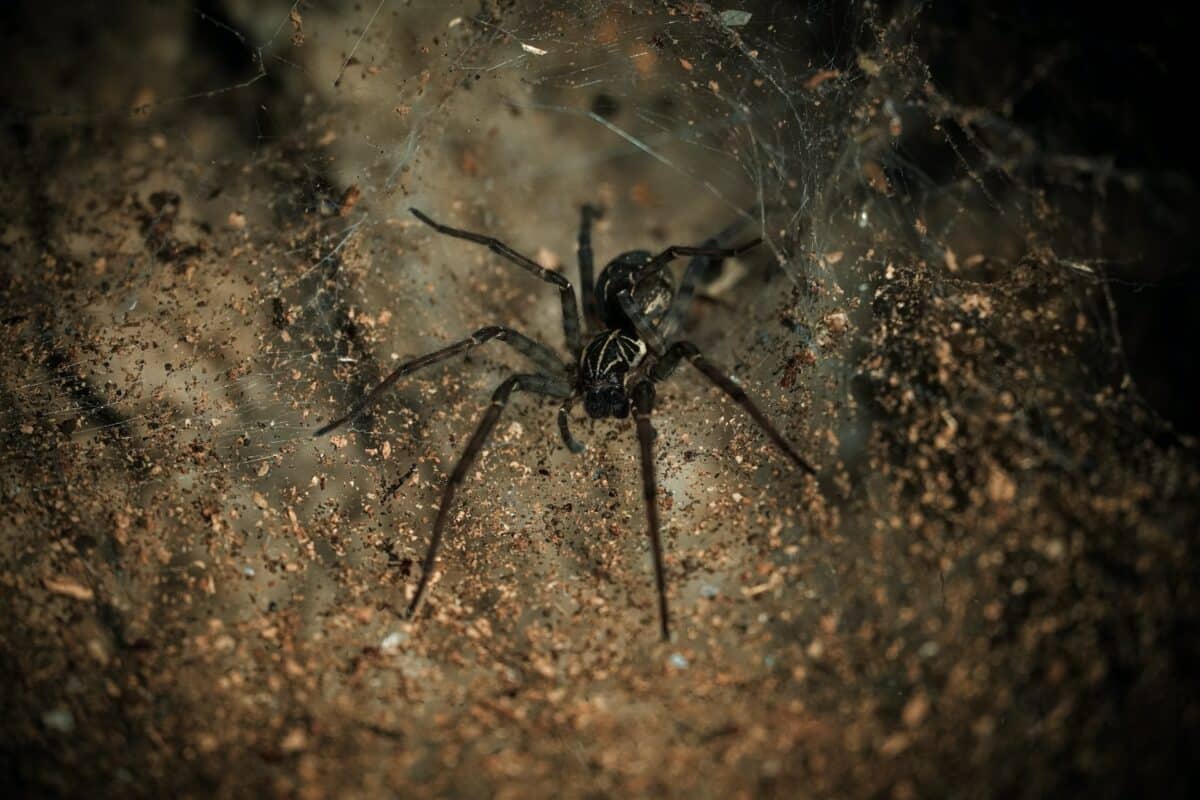 morsure de veuve noire
