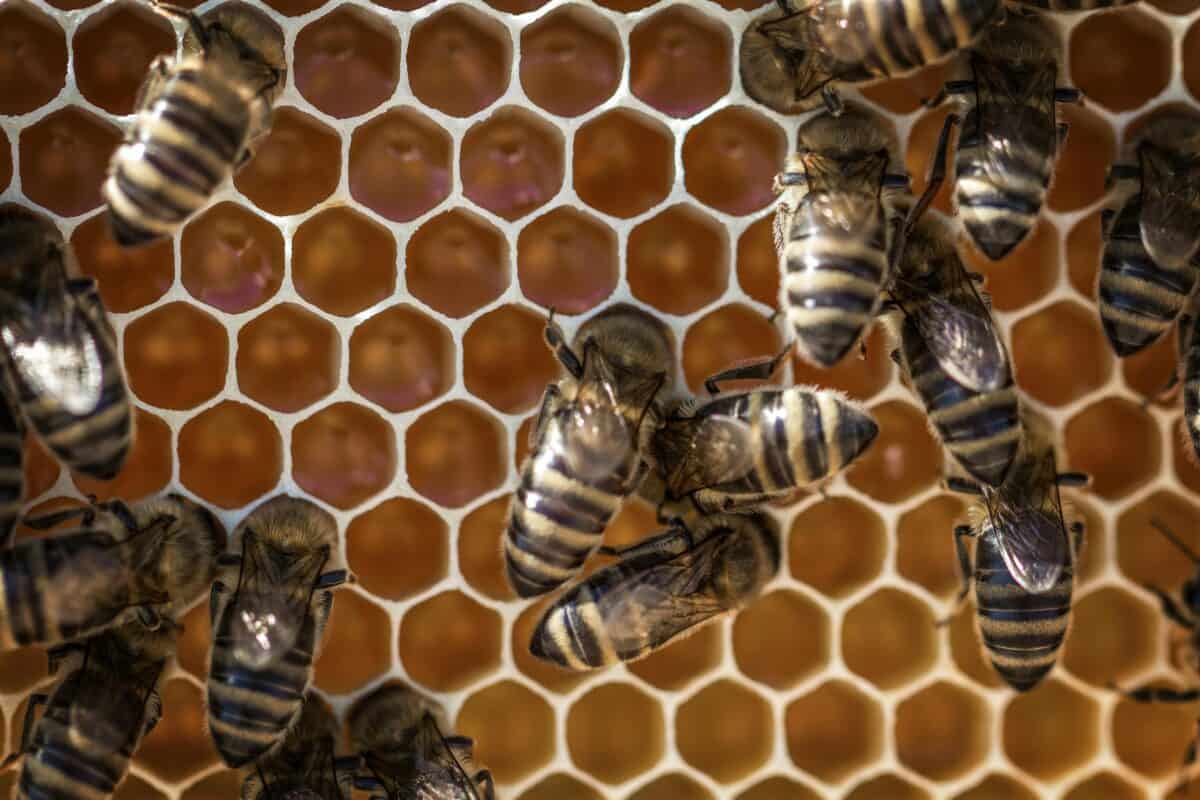 Une photo en gros plan d'abeilles sur leur ruche.