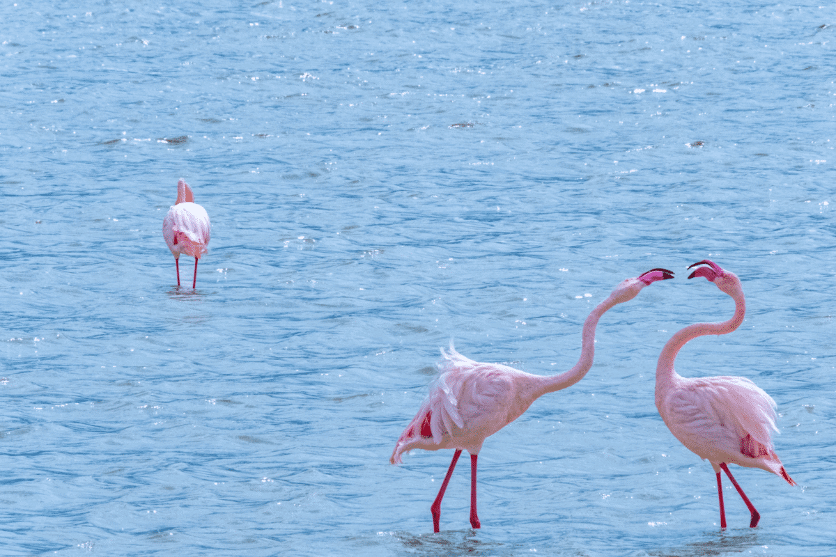 flamant nain