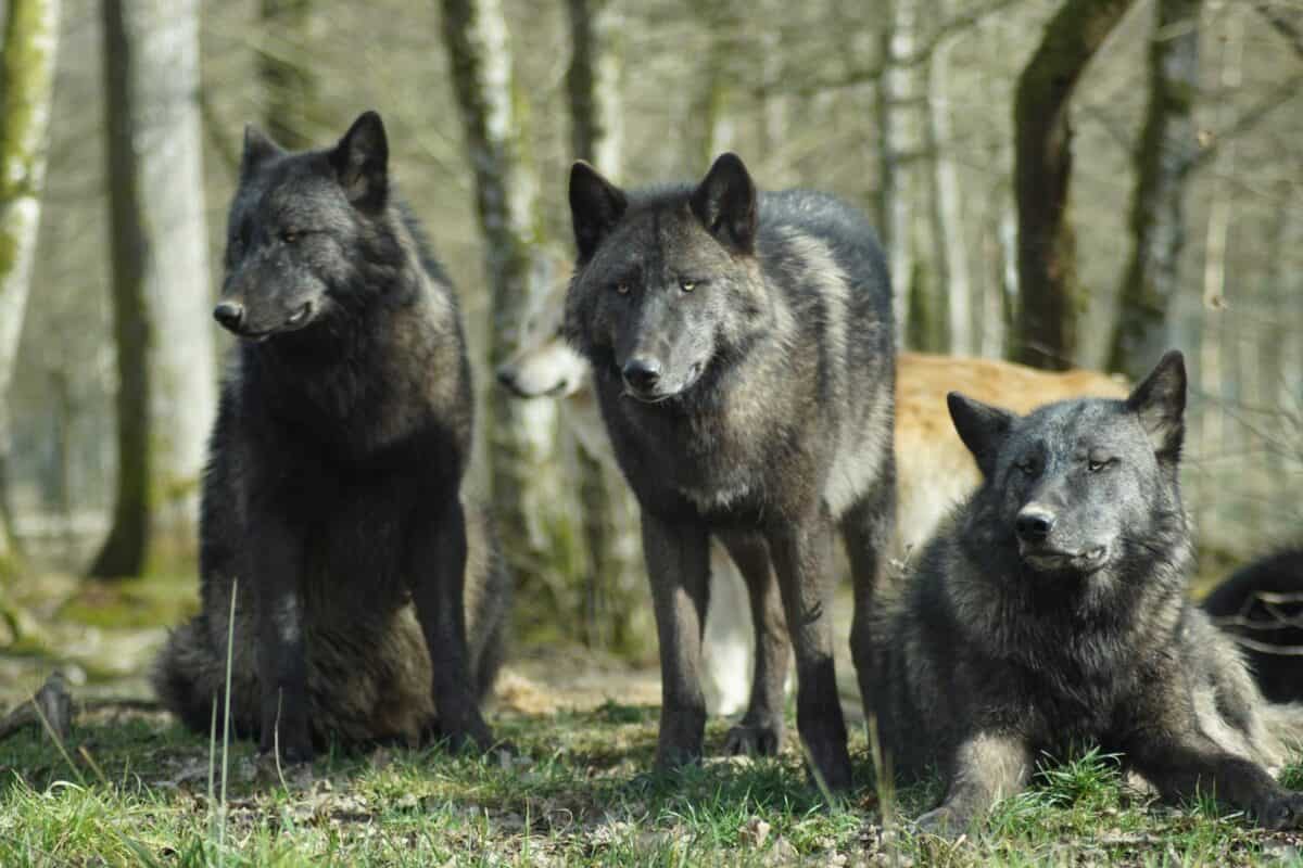 Trois loups dans un décor forestier affichant un comportement naturel.